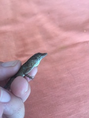 Anolis stratulus
