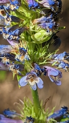 Penstemon rydbergii aggregatus