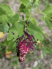 Norvellina chenopodii