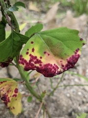 Norvellina chenopodii