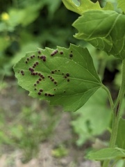 Norvellina chenopodii