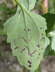 Norvellina chenopodii