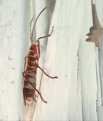 Dysdercus obscuratus