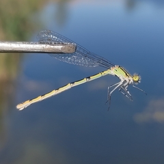 Enallagma cyathigerum