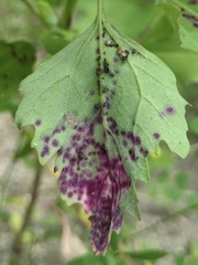 Norvellina chenopodii