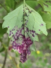 Norvellina chenopodii