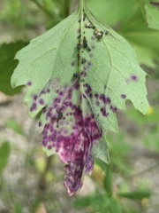 Norvellina chenopodii