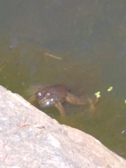 Lithobates catesbeianus