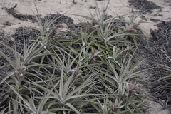 Tillandsia latifolia