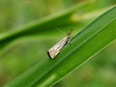 Chrysocramboides craterella