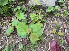Corylus sieboldiana mandshurica