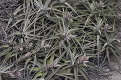 Tillandsia latifolia
