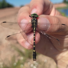 Onychogomphus forcipatus