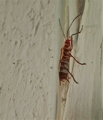 Dysdercus obscuratus