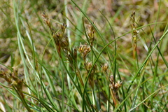 Juncus squarrosus