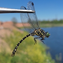 Onychogomphus forcipatus