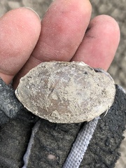 Pyganodon grandis