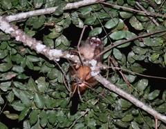 Aotus lemurinus