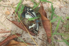 Cyclosia latipennis