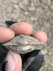 Pyganodon grandis