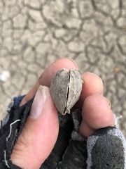 Pyganodon grandis