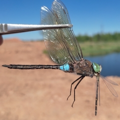 Enallagma cyathigerum