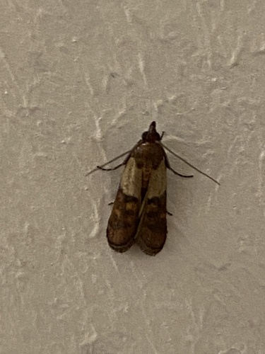 Indian-Meal Moth, Wintersoord, Nijmegen, Gelderland, NL, photo 6 of 10