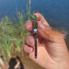 Anax parthenope