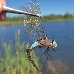 Anax parthenope