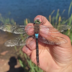 Anax parthenope