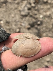 Pyganodon grandis