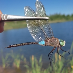 Anax parthenope