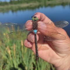 Anax parthenope