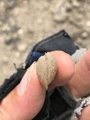 Pyganodon grandis