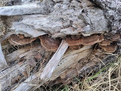 Phellinus abietis