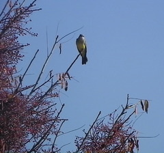 Tyrannus melancholicus