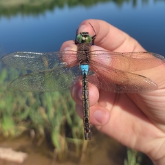 Anax parthenope
