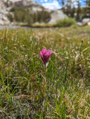 Image of Lemmon's Paintbrush (Castilleja lemmonii) by no rights reserved