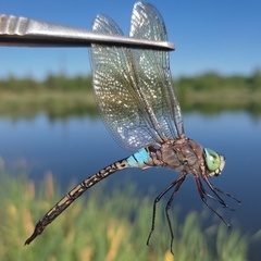 Anax parthenope