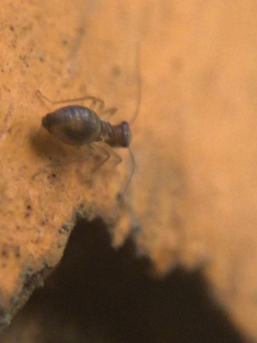 Pachytroctidae