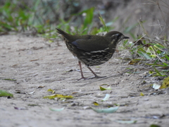 Chamaeza campanisona