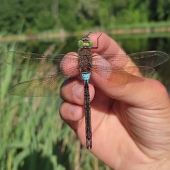 Anax parthenope