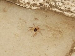 Menemerus semilimbatus