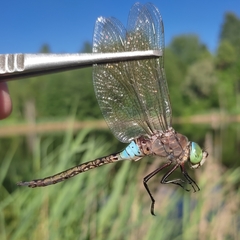 Anax parthenope