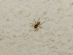 Menemerus semilimbatus