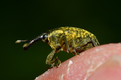 Larinus sturnus