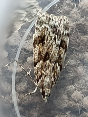Scoparia pyralella