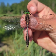 Cordulia aenea aenea