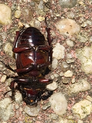 Lucanus