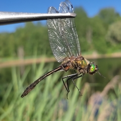 Cordulia aenea aenea